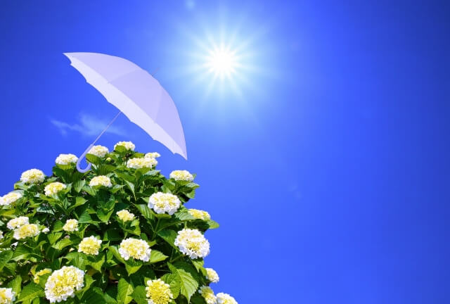 青空に白いアジサイと白い日傘の画像